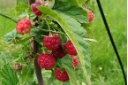 Himbeeren