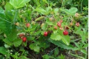 Erdbeeren